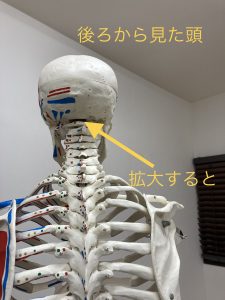 頭蓋骨の歪みについて 小児の歪みは成長の妨げになります 額田郡幸田町の西蓮堂 せいれんどう 整骨院